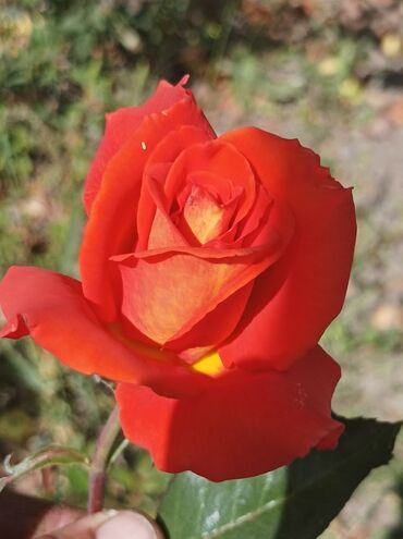саженцы роз: Большой выбор роз; вьющиеся, спрейки, бордюрные, миниатюрные