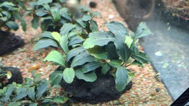 купить креветок для аквариума: Аквариумное растение Bucephalandra sp. 'Green Wavy' идеально
