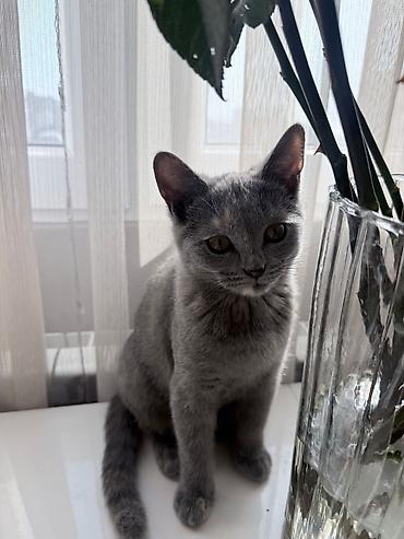 Кошки: Boz rəngli, qısa tüklü ev pişiyi. Şirin və mehriban xarakterli, sakit — 2