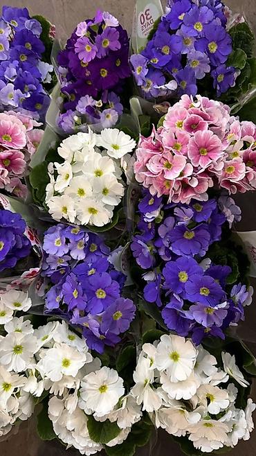 Герани и пеларгонии: Комнатные цветы в горшках — ассортименты расцветок - Цикламен — 18