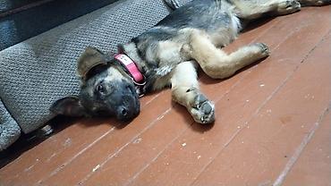 husky dog: Собака даром: Овчарка, 4 месяца, Самец, С прививкой — 3