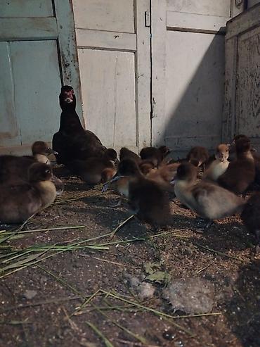 ördək balası və cücə: Salam 21 bala 1ana 1ayliq cucelerdi saglam vitamin verilib. Atasida — 2