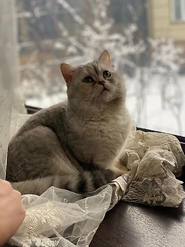 Вязка кошек: Вязка: Скотиш Страйт (Шотландская прямоухая), Мальчик, 1 год, С документами, С прививками, Серебристая шиншилла — 3