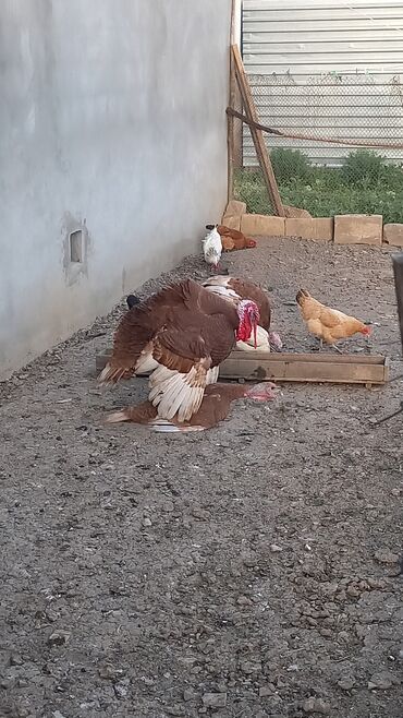 toyuq satişi: Erkək, Damazlıq, Ödənişli çatdırılma