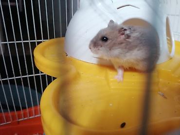 Heyvanlar üçün mallar: Xamyak üçün tam dəst qəfəs HAMSTERLE BIRLIKDE. Zabratdan götürülmə — 6