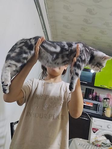 кошка каракол: 4 айлык, Эркек, Лотокко барууга үйрөтүлгөн — 5