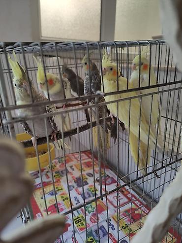 Tutuquşları: Korella əl quşu bala hazir cut kime hansi lazimdisa var sarilar 45-50 — 21