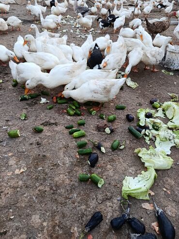 Digər quşlar: Satılır: PEKIN-KUBAN sortu ördəklər ✅ Sağlam, təmiz və tez inkişaf -da lalafo.az — 13 Digər quşlar: Satılır: PEKIN-KUBAN sortu ördəklər ✅ Sağlam, təmiz və tez inkişaf — 13