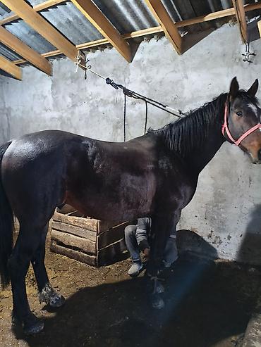 Лошади, кони: Продаю | Конь (самец) | Рабочий — 4