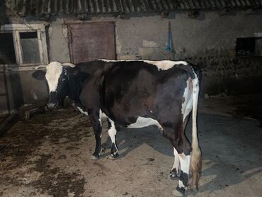Аквариумные аксессуары и принадлежности: Самка, лет: 6