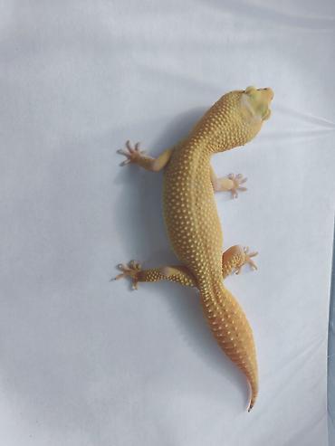 Зоотовары: Леопардовые гекконы (Eublepharis macularius) редких морф Элитный — 11