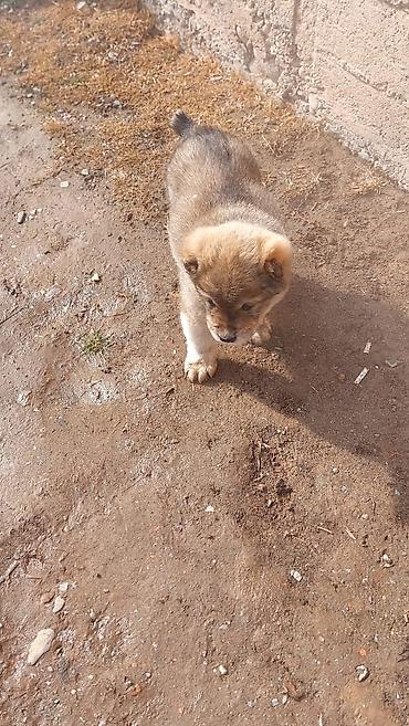 Продажа собак: Алабай, 1 месяц, Самец — 12