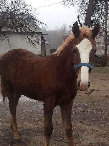 Лошади, кони: Продаю | Жеребенок | Полукровка | Конный спорт | Племенные — 3