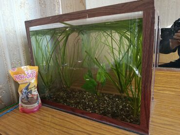 вкусная рыба в бишкеке: Продам аквариум на 15 литров с рыбками и водорослями в придачу корм и