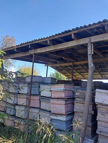 Arı yeşikləri: Arı pətəyi (taxta korpus) - Material: qalın taxta lövhələrdən — 12