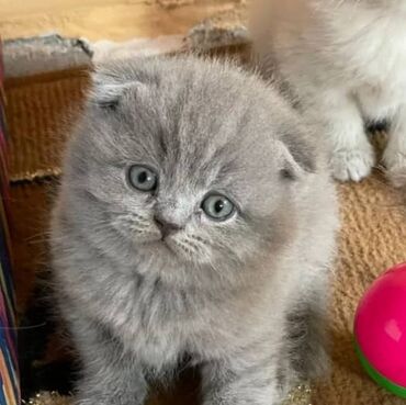 пропал рыжий кот: Шотландская вислоухая 2 месяца девочка вгород Оше