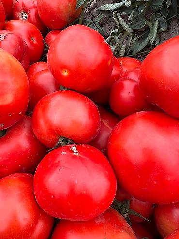 с поля: Продаю помидоры, перцы, баклажаны прямо с поля. Полив из — 2