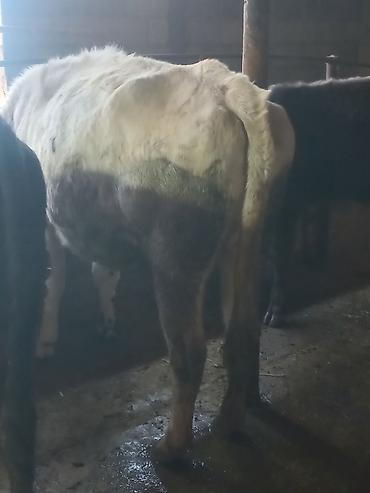Коровы, быки: Продаю | Бык (самец) | На откорм | Привязанные — 10