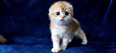 Продажа кошек: Скотиш Фолд (Шотландская вислоухая), 2 месяца, Девочка, Золотая шиншилла — 29