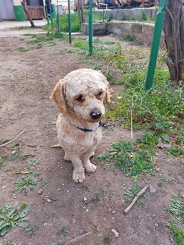 Pişiklər: Yaxşı əllərə — 6