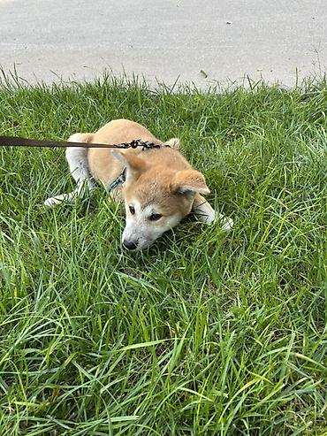 Akita-inu, 2 ay, Erkək, Ünvandan götürmə, Pulsuz çatdırılma lalafo.az -da — 3 Akita-inu, 2 ay, Erkək, Ünvandan götürmə, Pulsuz çatdırılma — 3