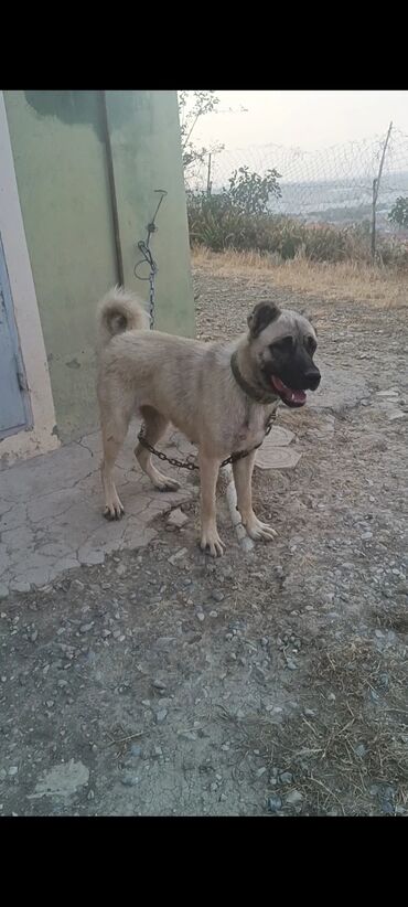 Kanqal, 1 il, Dişi, Peyvəndli, Ünvandan götürmə