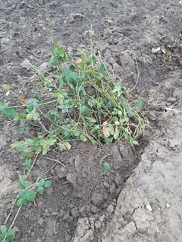 Ежевика: Лохнес сорту Ежевика садовая (саженцы/кустовые посадки) - Культура — 3