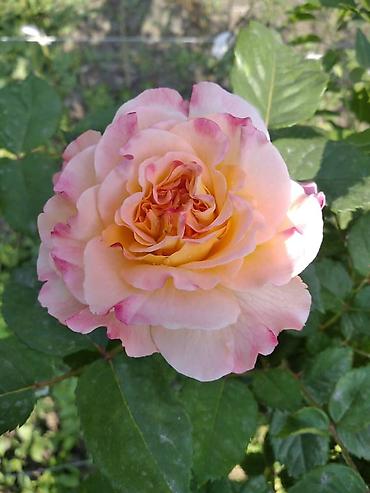 Роза: Саженцы чайно-гибридных роз (садовые кустовые розы) разных окрасок — 1