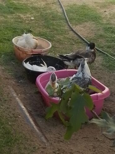 Ördəklər: Ev şəraitində bəslənən ördəklər - Növ: məişət üçün saxlanılan — 2