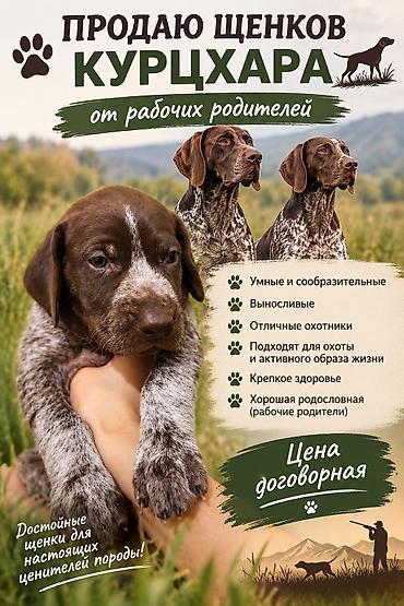 собака такса щенок: Щенки курцхара от рабочих родителей. - Умные и сообразительные - — 1