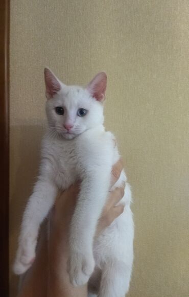 тайский котенок: Van parodali 2,5 aylığında erkek bala etibarli əllərə. lotok