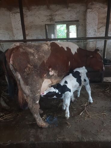 etlik inek cinsleri: Inek 2ci qarin 24 litr