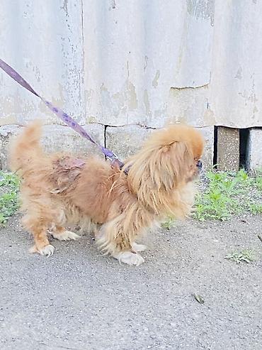 pekines itler: Pekines — 2