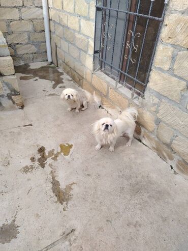 simmental ineklerin satisi: Pekines, 2 il, Dişi, Peyvəndli, Ünvandan götürmə, Pulsuz çatdırılma, Ödənişli çatdırılma