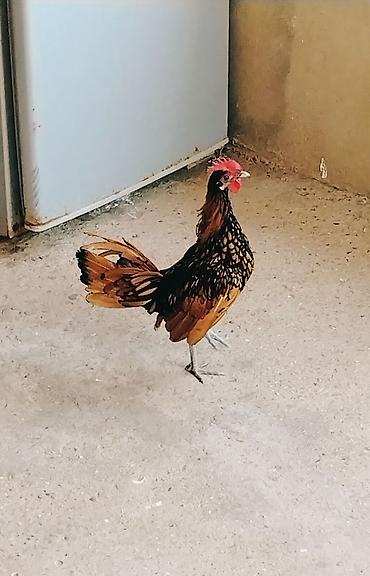 poni at satilir: Dekorativ cücə xoruzu – miniatür ölçülü, parlaq rəngli - Cins tipi — 3