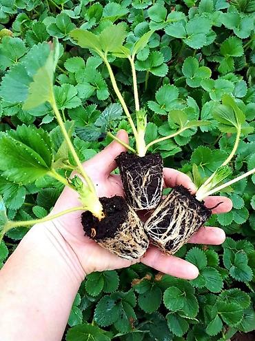 альбион: Рассады, Саженцы Клубники Альбион Кулпунай кочот сатылат Кассетный — 3