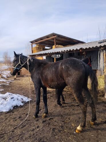 Лошади, кони: Продаю | Жеребенок | Полукровка | Для разведения | Племенные — 11