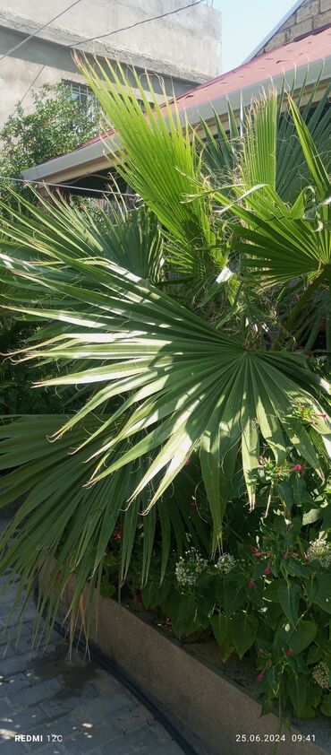 ət otu bitkisi: Vaşinqton palmasi 3 cu ilidi hər şeyə vaxdi vaxtında quluq olunub