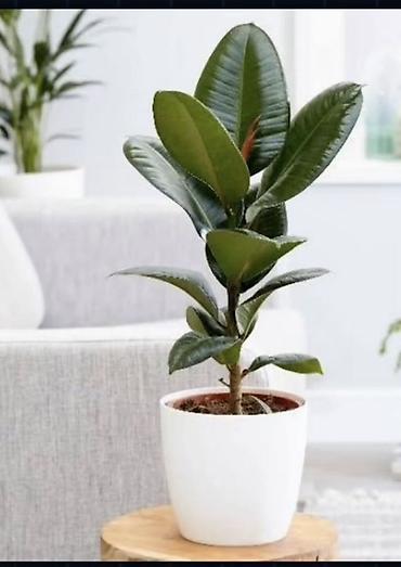 Ev və bağ: 🌿 Fikus Elastica – dekorativ otaq bitkisi Evinizə və ya ofisinizə — 1