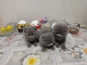 Pişiklər: Şotland, Erkək, Dişi, Yaxşı əllərə, Ödənişli çatdırılma, Ünvandan götürmə, Rayonlara çatdırılma — 1