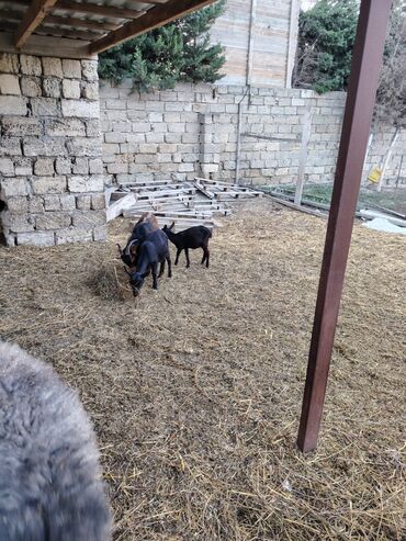 Keçi, çəpiş: Salam hər kəsə. 4 İspan sortu mursiyano və 1 erkək hələb satılır — 7