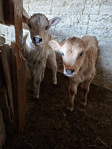 Коровы, быки: Продаю | Музоо, торпок | Искусственник — 2