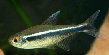 akvarium xırda balığı: Satılır hazır garnı kürülü balıglar artırmag isteyenlerin nezerine