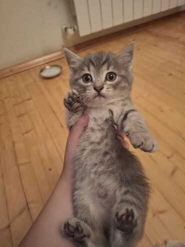 Кошки: Шотландская, Самка, В добрые руки, Самовывоз