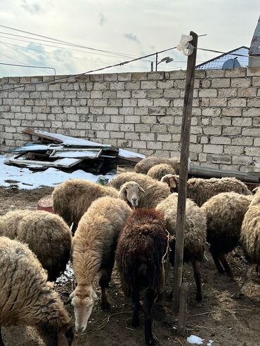 Qoyunlar, qoçlar: Dişi, il: 1, Damazlıq, Ünvandan götürmə