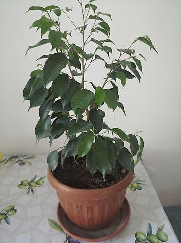 Продаю фикус Бенджамина at lalafo.kg Продаю фикус Бенджамина