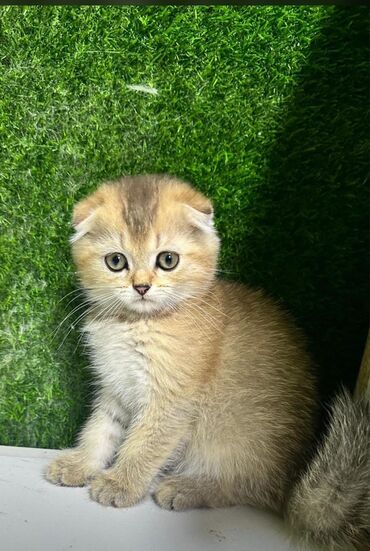 Pişiklər: Britan yastı qulaq, Erkək, Dişi, Yaxşı əllərə, Ünvandan götürmə, Pulsuz çatdırılma, Ödənişli çatdırılma — 78