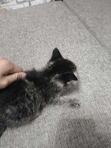Котёнок, полосатый (тёмный тигровый окрас) с короткой шерстью