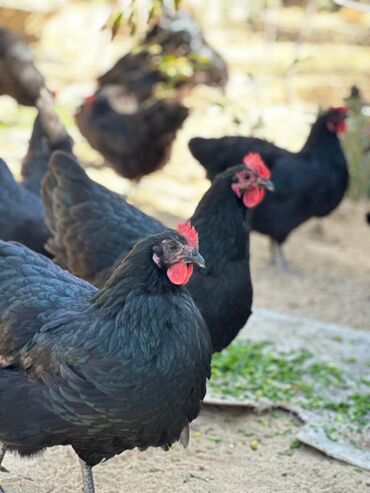 Toyuqlar: Təmiz qan Avstralop cücələr topdan satılır. 1 gündən 1 ayına kimi — 2