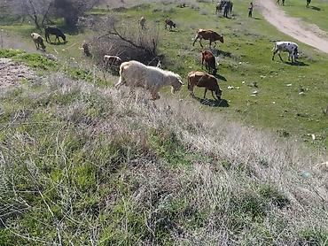 Козы, козлы: Продаю | Козёл (самец) | Для разведения | Племенные — 11